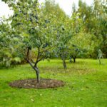 Mulchen fruitboom