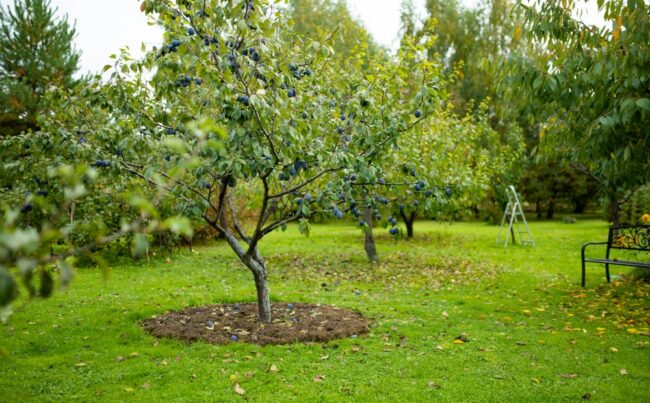 Mulchen fruitboom