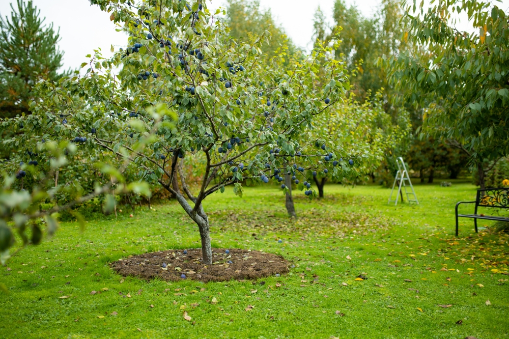 Mulchen fruitboom
